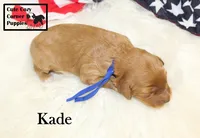 F1B Kade, a male Cavapoo for sale in Taylorsville, NC – 9 of 10