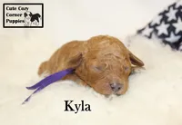F1B Kyla, a female Cavapoo for sale in Taylorsville, NC – 5 of 9