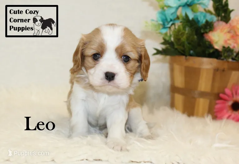 AKC Leo – Cavalier King Charles Spaniel puppy for sale in Taylorsville, NC