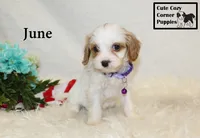 F1 June, a female Cavapoo for sale in Taylorsville, NC – 6 of 10