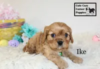 AKC Ike, a male Cavalier King Charles Spaniel for sale in Taylorsville, NC – Photo 4 of 10