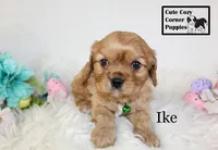 AKC Ike, a male Cavalier King Charles Spaniel for sale in Taylorsville, NC – Photo 8 of 10