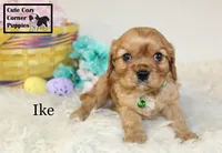 AKC Ike, a male Cavalier King Charles Spaniel for sale in Taylorsville, NC – Photo 6 of 10