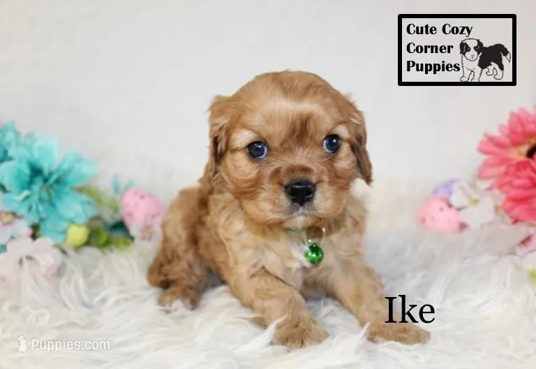 AKC Ike