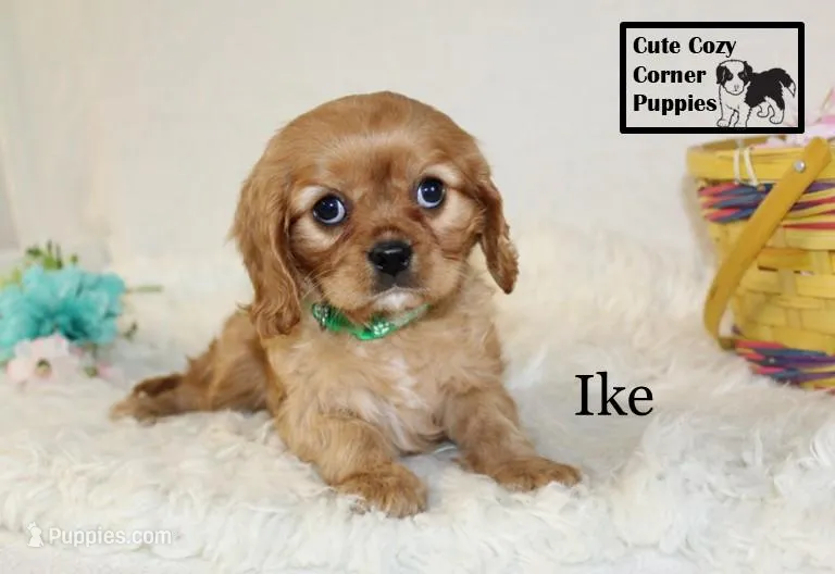 AKC Ike – Cavalier King Charles Spaniel puppy for sale in Taylorsville, NC