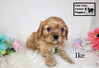 AKC Ike, a male Cavalier King Charles Spaniel for sale in Taylorsville, NC – Photo 7 of 10
