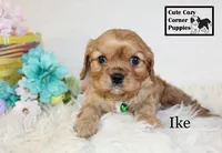 AKC Ike, a male Cavalier King Charles Spaniel for sale in Taylorsville, NC – Photo 10 of 10
