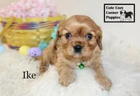 AKC Ike, a male Cavalier King Charles Spaniel for sale in Taylorsville, NC – Photo 2 of 10