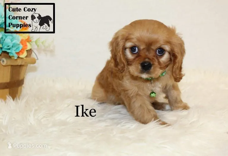 AKC Ike – Cavalier King Charles Spaniel puppy for sale in Taylorsville, NC