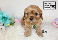 AKC Ike, a male Cavalier King Charles Spaniel for sale in Taylorsville, NC – Photo 9 of 10
