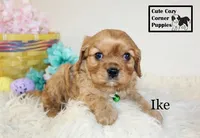 AKC Ike, a male Cavalier King Charles Spaniel for sale in Taylorsville, NC – Photo 5 of 10