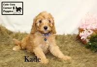 F1B Kade, a male Cavapoo for sale in Taylorsville, NC – 10 of 10