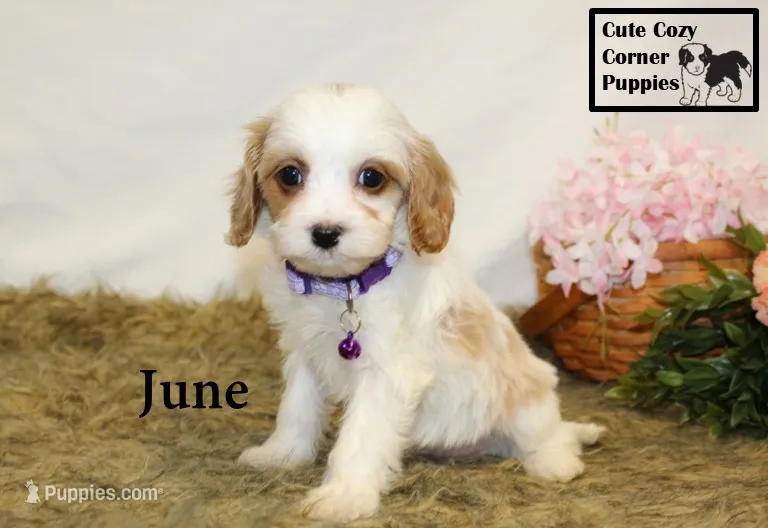 F1 June – Cavapoo puppy for sale in Taylorsville, NC