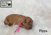 AKC Pippa, a female Poodle - Miniature  for sale in Taylorsville, NC – 2 of 5