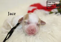 F1 Jace, a male Cavapoo for sale in Taylorsville, NC – 4 of 6