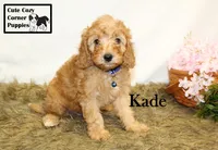 F1B Kade, a male Cavapoo for sale in Taylorsville, NC – 3 of 10