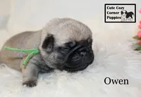 AKC Owen, a male Pug for sale in Taylorsville, NC – 4 of 6