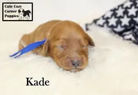 F1B Kade, a male Cavapoo for sale in Taylorsville, NC – 5 of 10