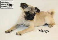 AKC Margo, a female Pug for sale in Taylorsville, NC – 7 of 7