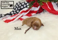 AKC Max, a male Cavalier King Charles Spaniel for sale in Taylorsville, NC – 7 of 9