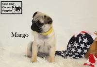 AKC Margo, a female Pug for sale in Taylorsville, NC – 5 of 9