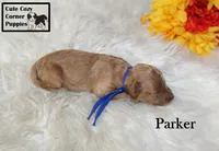 AKC Parker, a male Poodle - Miniature  for sale in Taylorsville, NC – 6 of 6