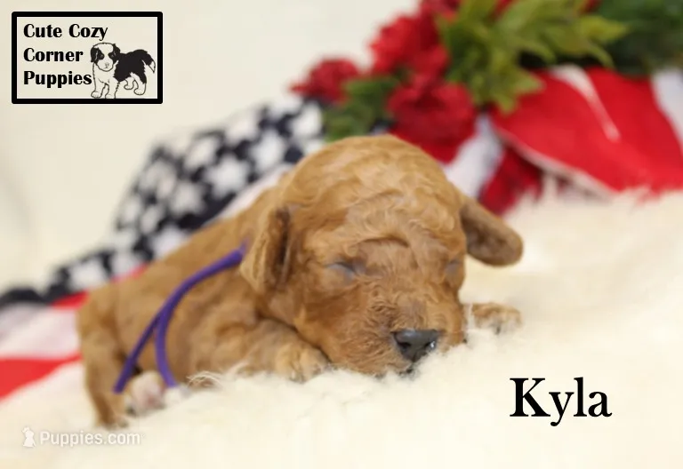 F1B Kyla – Cavapoo puppy for sale in Taylorsville, NC