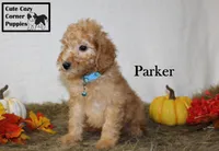 AKC Parker, a male Poodle - Miniature  for sale in Taylorsville, NC – 8 of 8