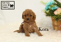 F1B Kora, a female Cavapoo for sale in Taylorsville, NC – 8 of 10