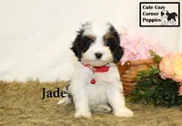 F1 Jade, a female Cavapoo for sale in Taylorsville, NC – 5 of 10