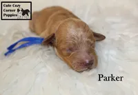AKC Parker, a male Poodle - Miniature  for sale in Taylorsville, NC – 5 of 6