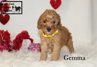AKC Gemma, a female Poodle - Miniature  for sale in Taylorsville, NC – Photo 9 of 10