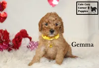 AKC Gemma, a female Poodle - Miniature  for sale in Taylorsville, NC – Photo 1 of 10