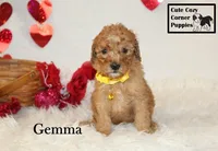 AKC Gemma, a female Poodle - Miniature  for sale in Taylorsville, NC – Photo 3 of 10