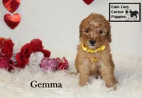 AKC Gemma, a female Poodle - Miniature  for sale in Taylorsville, NC – Photo 10 of 10