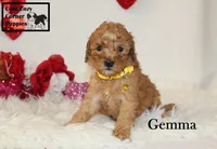 AKC Gemma, a female Poodle - Miniature  for sale in Taylorsville, NC – Photo 6 of 10