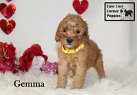 AKC Gemma, a female Poodle - Miniature  for sale in Taylorsville, NC – Photo 8 of 10