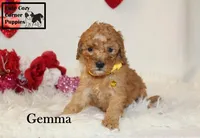 AKC Gemma, a female Poodle - Miniature  for sale in Taylorsville, NC – Photo 7 of 10