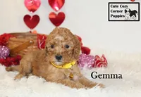 AKC Gemma, a female Poodle - Miniature  for sale in Taylorsville, NC – Photo 5 of 10