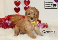 AKC Gemma, a female Poodle - Miniature  for sale in Taylorsville, NC – Photo 2 of 10