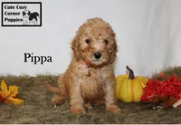 AKC Pippa, a female Poodle - Miniature  for sale in Taylorsville, NC – 3 of 8