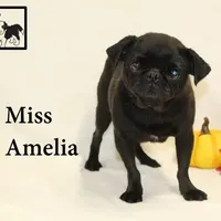 AKC Amelia, a female Pug for sale in Taylorsville, NC – Photo 8 of 10