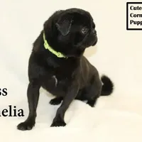 AKC Amelia, a female Pug for sale in Taylorsville, NC – Photo 3 of 10