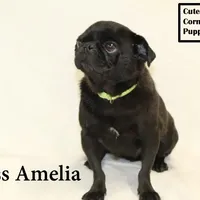 AKC Amelia, a female Pug for sale in Taylorsville, NC – Photo 4 of 10