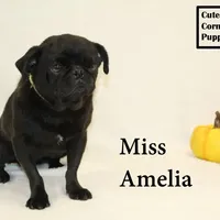 AKC Amelia, a female Pug for sale in Taylorsville, NC – Photo 9 of 10