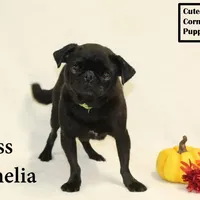 AKC Amelia, a female Pug for sale in Taylorsville, NC – Photo 5 of 10