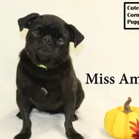 AKC Amelia, a female Pug for sale in Taylorsville, NC – Photo 2 of 10