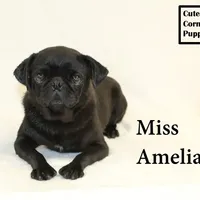 AKC Amelia, a female Pug for sale in Taylorsville, NC – Photo 10 of 10