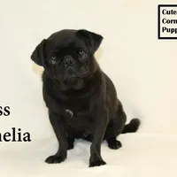 AKC Amelia, a female Pug for sale in Taylorsville, NC – Photo 1 of 10