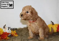 AKC Pippa, a female Poodle - Miniature  for sale in Taylorsville, NC – 5 of 8